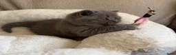 British Shorthair cats for sale: GCCF Blue BSH chunky champion lines - Advert 23