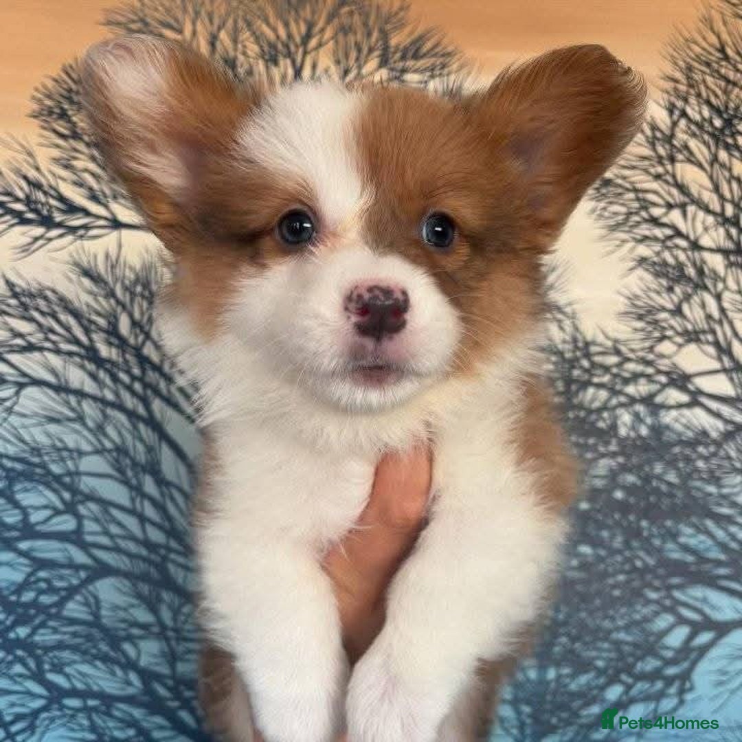 Welsh Corgi Pembroke dogs for sale: pembroke corgi puppy  - Image 2