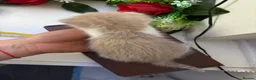 Mixed Breed cats for sale: 6 Adorable Male Kittens – 2 Ginger & 4 Beige - Advert 20