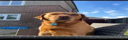 Labrador Retriever dogs for sale: Beautiful lab puppy’s ready to go - Advert 3