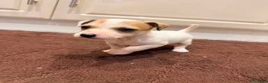 Jack Russell 3