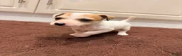 Jack Russell dogs for sale: Jack Russell puppys - Advert 3