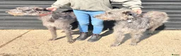 Deerhound dogs for sale: KC Reg Deerhound Puppies  - Advert 4