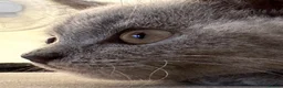 British Shorthair cats for sale: British Shorthair Kitten - Advert 9