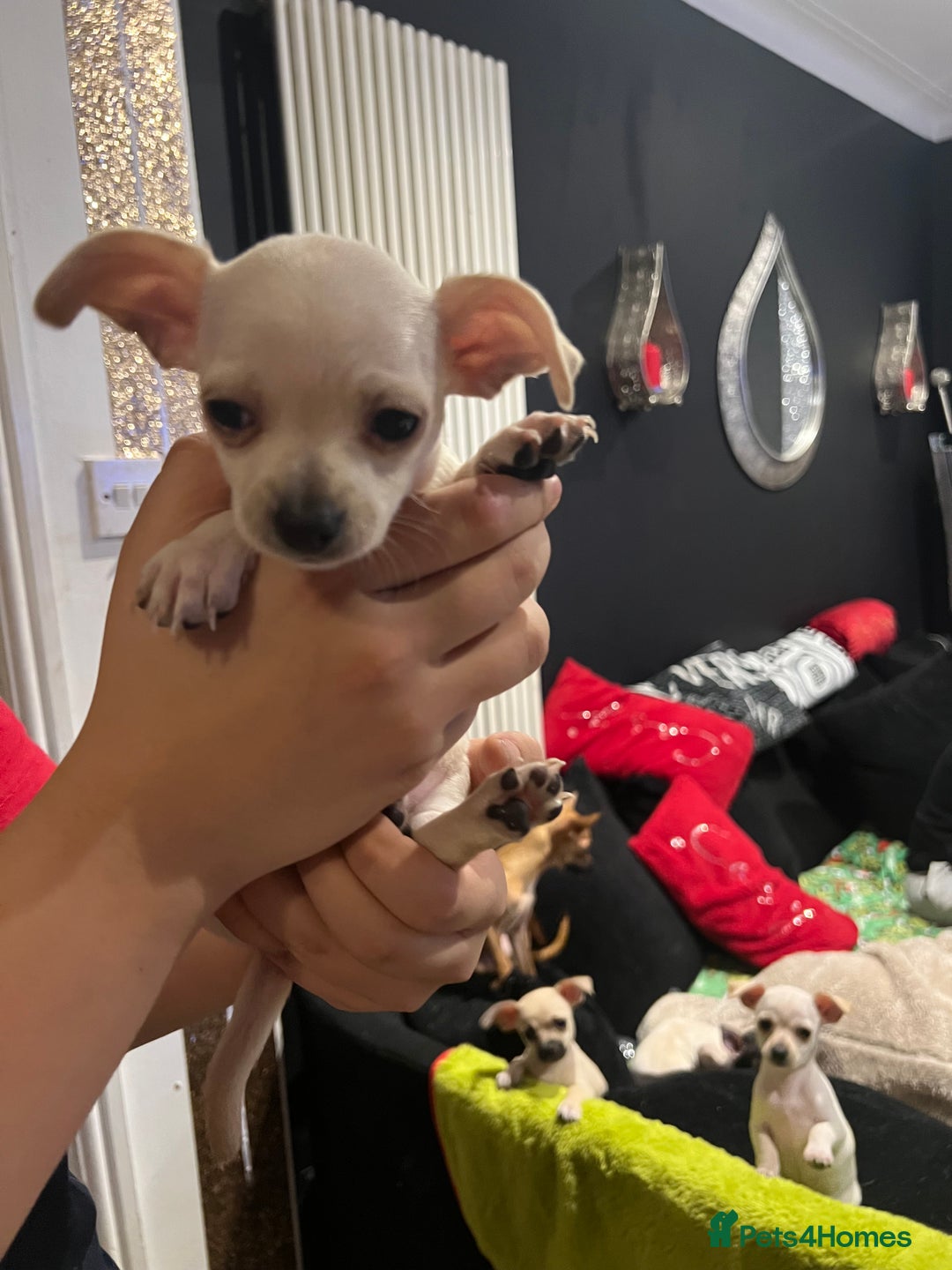 Chihuahua dogs for sale: Amazing adorable chihuahua puppies  - Advert 6
