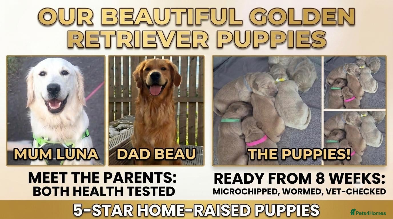 Golden Retriever dogs 5* Home-Raised Golden Retriever Puppies - Advert 9