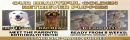 Golden Retriever dogs for sale: 5* Home-Raised Golden Retriever Puppies in Tranent - Advert 1