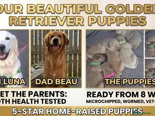 Golden Retriever dogs 1 female 5* Home-Raised Golden Retriever Puppies - Advert 1