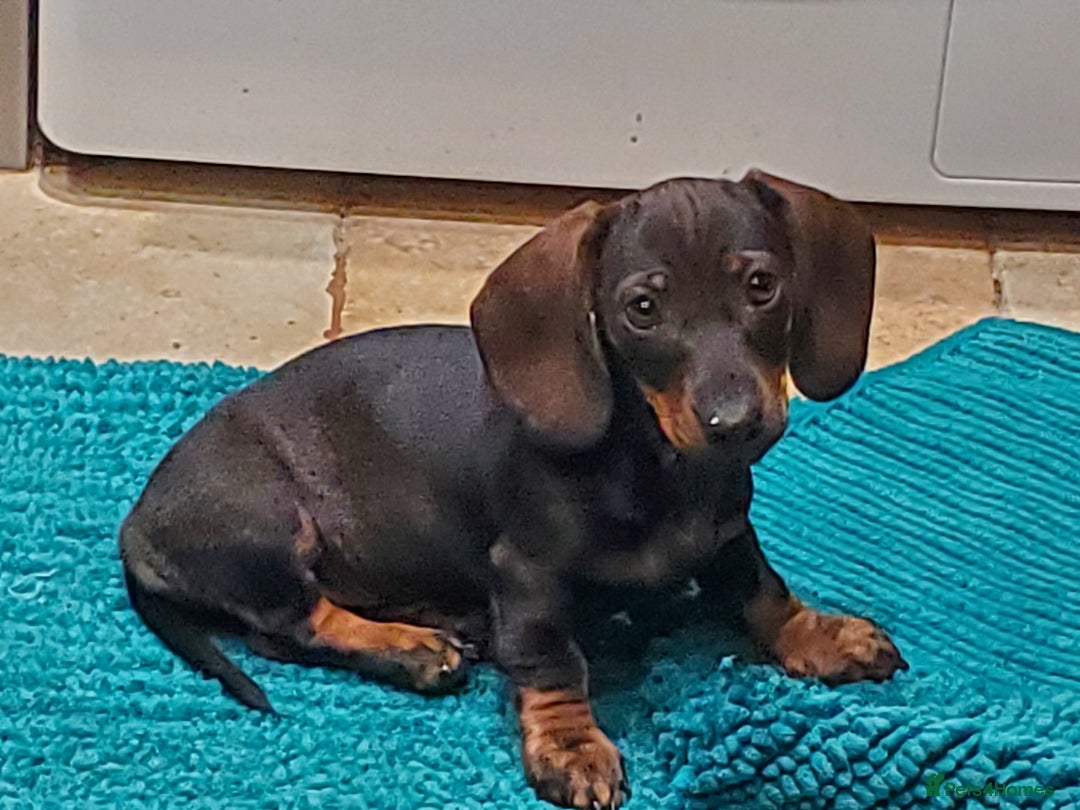 Miniature Dachshund dogs for sale: KC reg Miniature Wirehaired Dachshund girl - Image 6