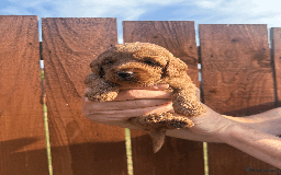 Cockapoo dogs for sale: Stunning F1B Cockapoo puppies - Image 5