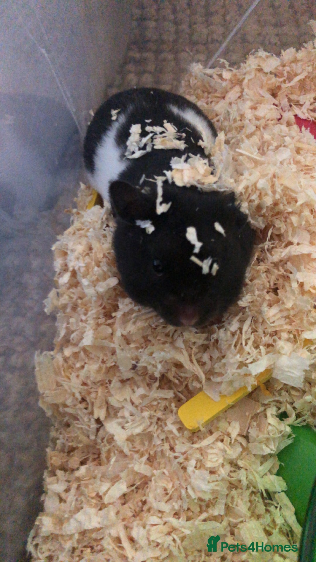 Hamster rodents for sale: Blitzo - Image 3