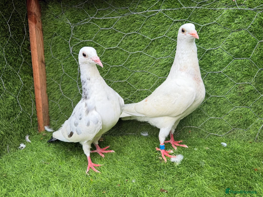 Pigeons birds for sale: Any Pair £65 - Healthy Breeding Pigeons - Advert 33