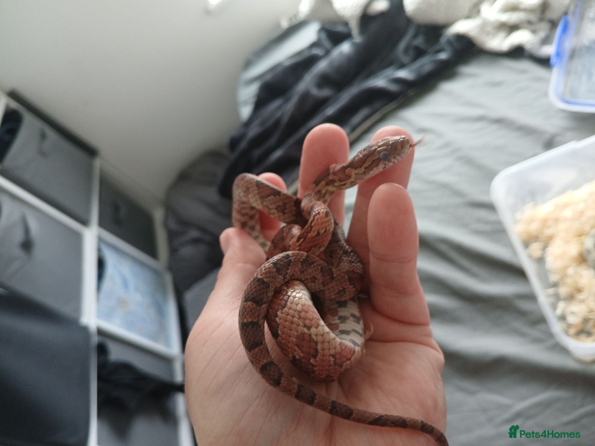 Snake reptiles Corn snake  - Advert 1