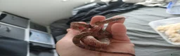Snake reptiles for sale: Corn snake  - Advert 1