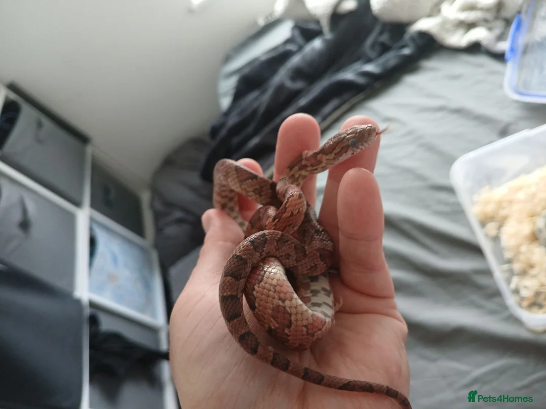Snake reptiles for sale: Corn snake  - Advert 1