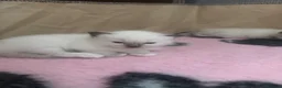 Ragdoll cats for sale: Blue and seal point ragdolls ❤️ - Advert 6