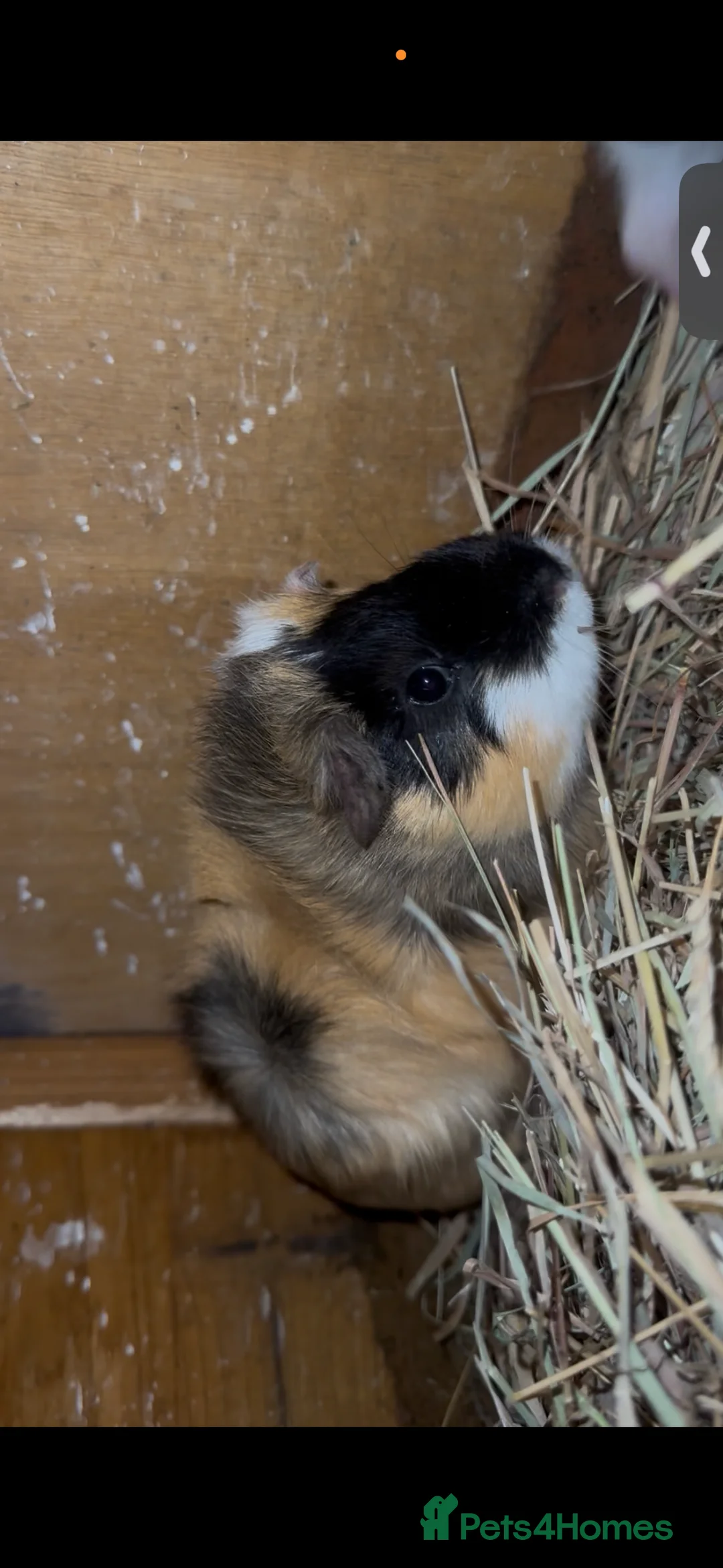 Guinea Pig rodents for sale: Rosette Teddy X US Smooth  - Advert 17