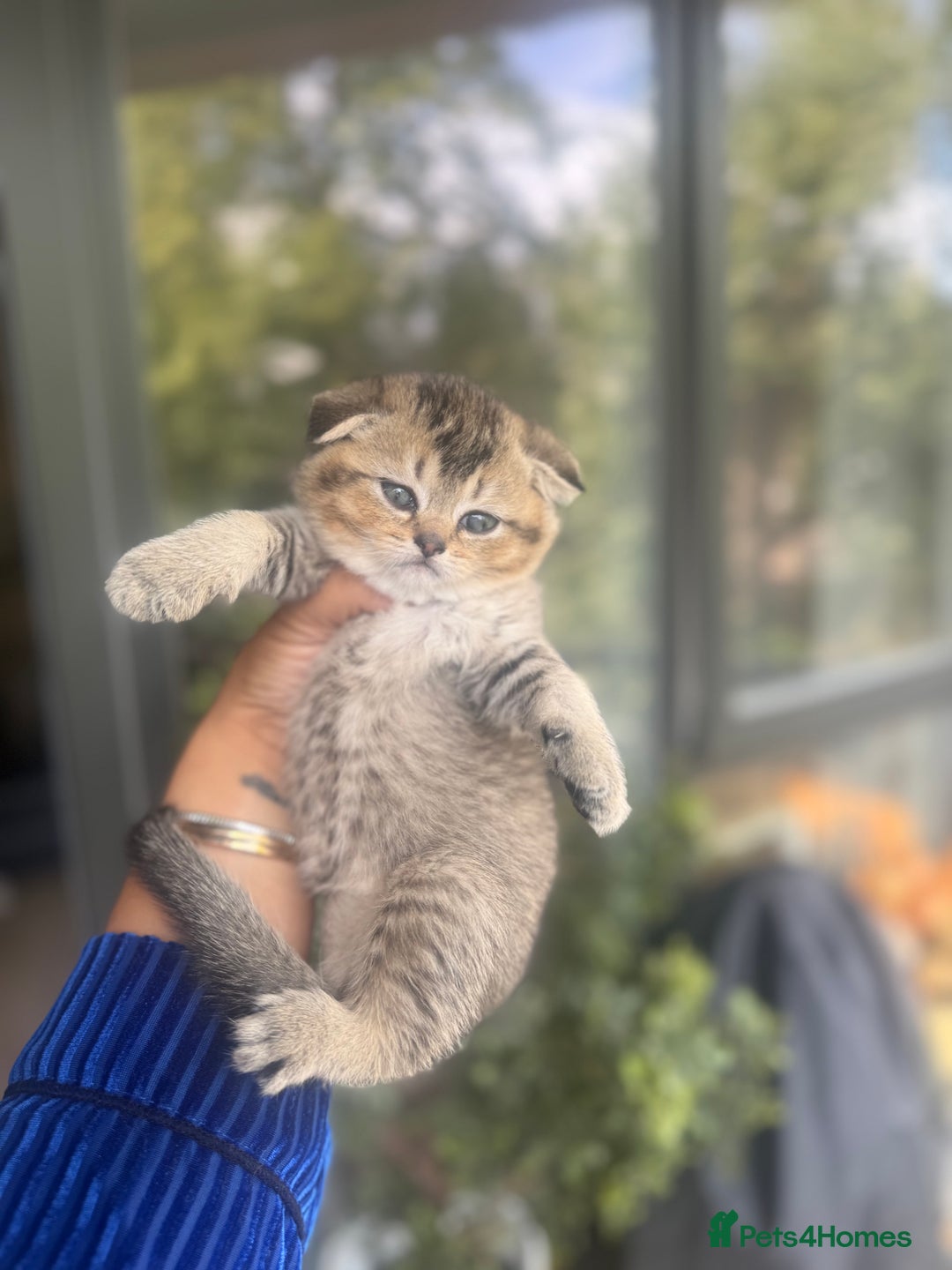 British Shorthair cats for sale: British rainbow shorthair kittens - Image 15