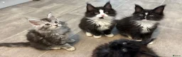 Maine Coon cats for sale: AMAZING TICA MAINE COON KITTENS  - Advert 7
