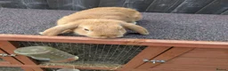 Mini Lop rabbits for sale: Mini lops  - Advert 9