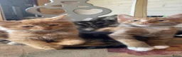 Mixed Breed cats for sale: Two gorgeous maincoon X brothers  - Advert 11