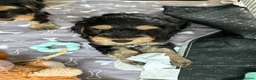 Cockapoo dogs for sale: Last 2 females for sale - Advert 7