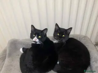 Mixed Breed cats 2 Female Cats (sisters) - Advert 2