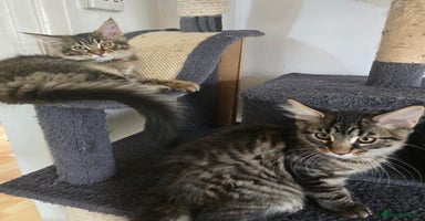 Maine Coon cats - Advert 14