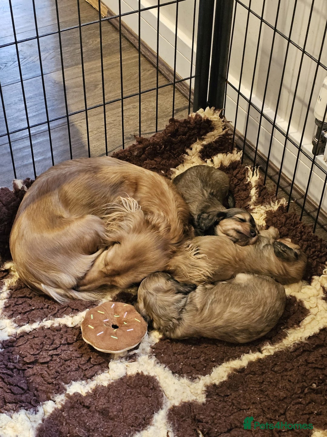 Miniature Dachshund dogs for sale: Shaded Cream Miniature Long Haired Dachshunds - Advert 7