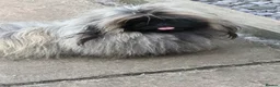 Pekingese dogs for stud: Kc Pekingnese male for stud only  - Advert 2