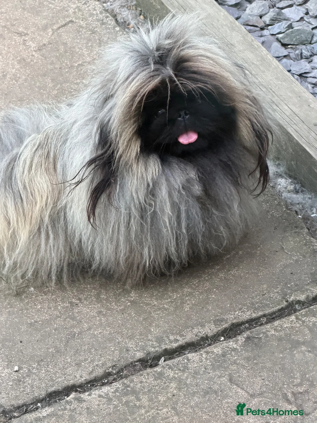 Pekingese dogs for stud: Kc Pekingnese male for stud only  - Advert 2