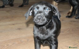 Labrador Retriever dogs for sale: Black Labrador Retriever Puppies - Image 13