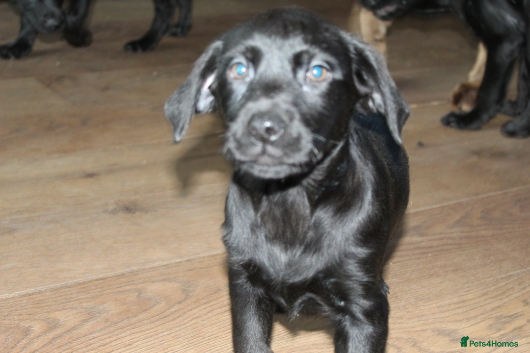 Labrador Retriever dogs for sale: Black Labrador Retriever Puppies - Image 13