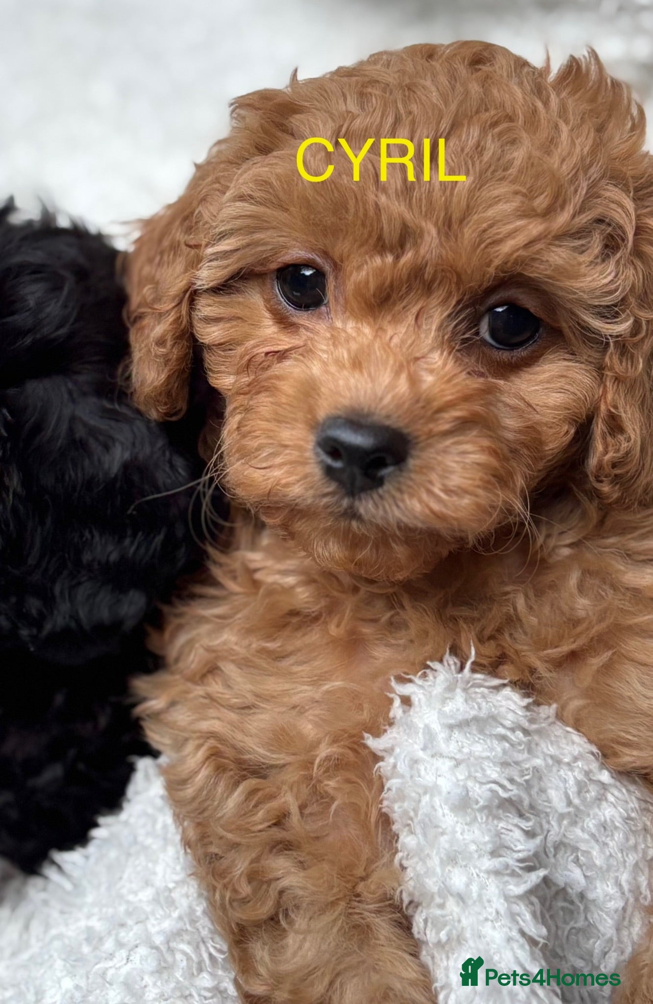 Cavapoo dogs 💛*CAVAPOO’S*2 Boys*1 Girl*Ready Now in CHESHIRE⭐️ - Advert 1