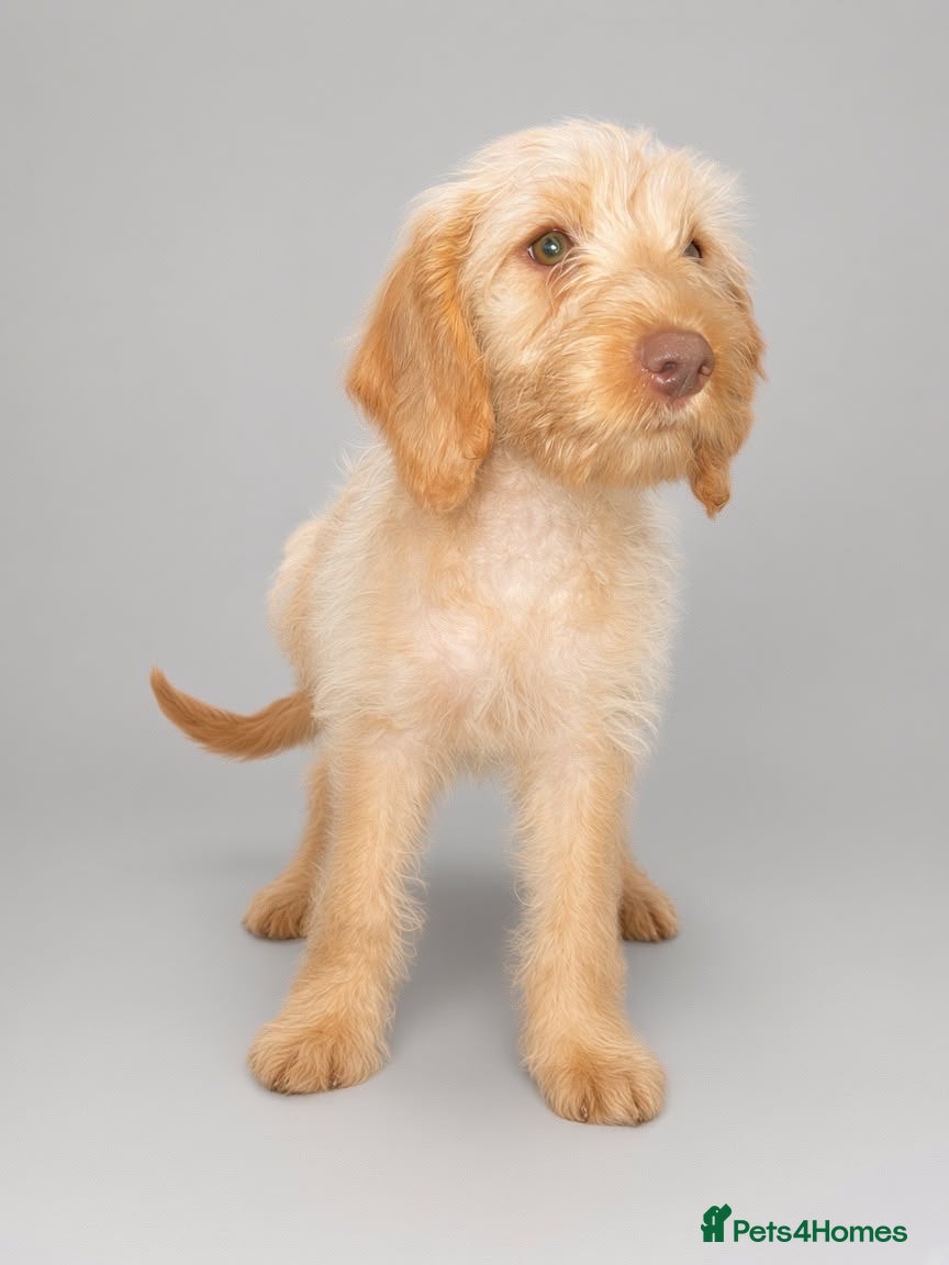 Mixed Breed dogs ‼️Last female ‼️Double Doodle puppies —  - Advert 3