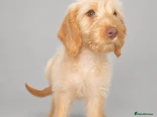 Mixed Breed dogs ‼️Last female ‼️Double Doodle puppies — - Advert 3