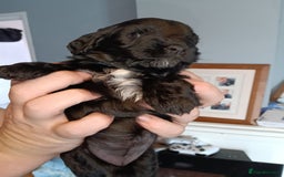 Mixed Breed dogs for sale: 6 Beautiful mixed breed puppies  - Image 9