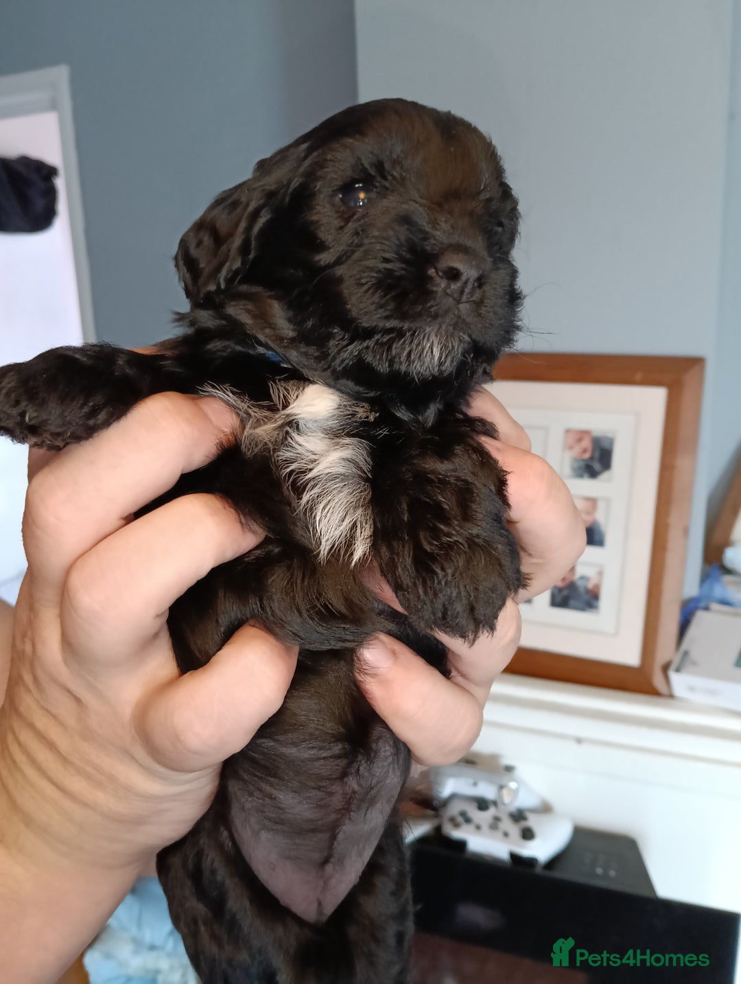 Mixed Breed dogs for sale: 6 Beautiful mixed breed puppies  - Image 9
