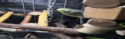 Budgerigars birds for sale: Budgies for Sale - Advert 3