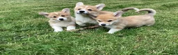 Welsh Corgi Pembroke dogs for sale: Super Freindly Welsh Pembroke Corgi - Advert 9
