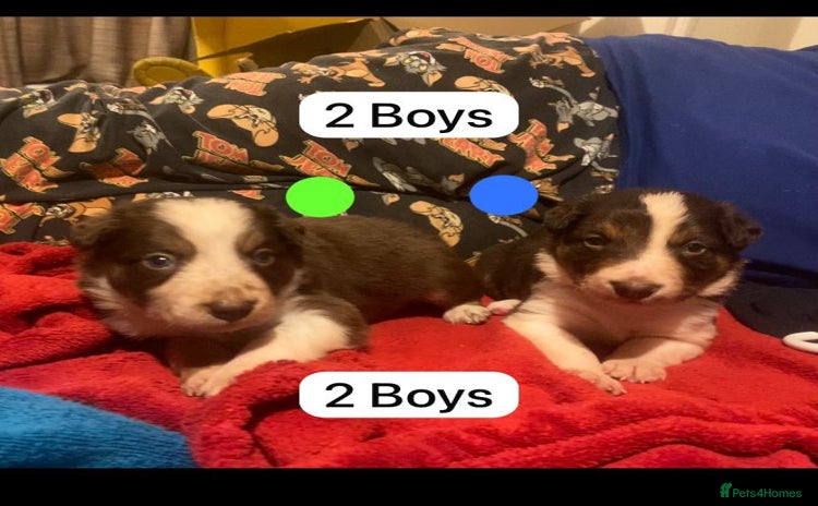 Border Collie dogs 2 Boys BorderCollie Pups: chocolate tri rough coat - Advert 3