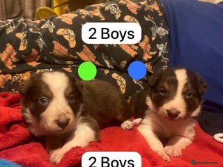 Border Collie dogs 2 Boys BorderCollie Pups: chocolate tri rough coat - Advert 16