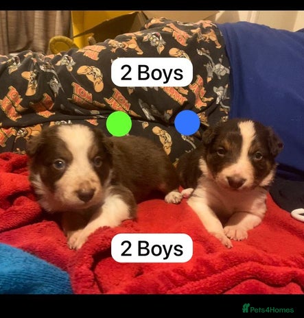 Border Collie dogs 2 Boys BorderCollie Pups: chocolate tri rough coat - Advert 3
