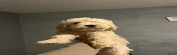 Goldendoodle dogs for sale: 4 Goldendoodle pups for sale all boys 💙💙 in Luton - Advert 18