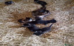 Mixed Breed cats for sale: 6 bonny kittens - Advert 1