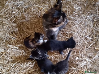 Mixed Breed cats 6 bonny kittens - Advert 2