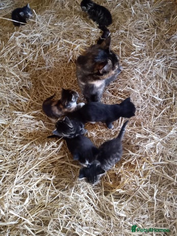 Mixed Breed cats 6 bonny kittens - Advert 1