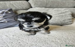 Morkie dogs for sale: 🐶 Adorable Morkie Puppies 🐶 - Image 19