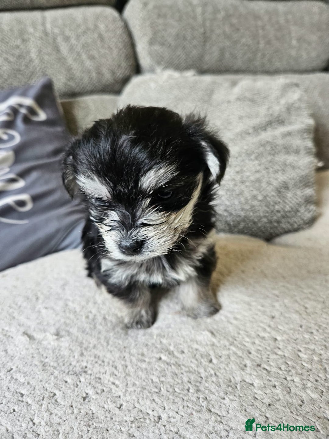 Morkie dogs for sale: 🐶 Adorable Morkie Puppies 🐶 - Image 19