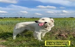 Golden Retriever dogs for sale: KC-Reg Golden Puppies @ Sunaraelia - Due 23/10/25 - Image 12